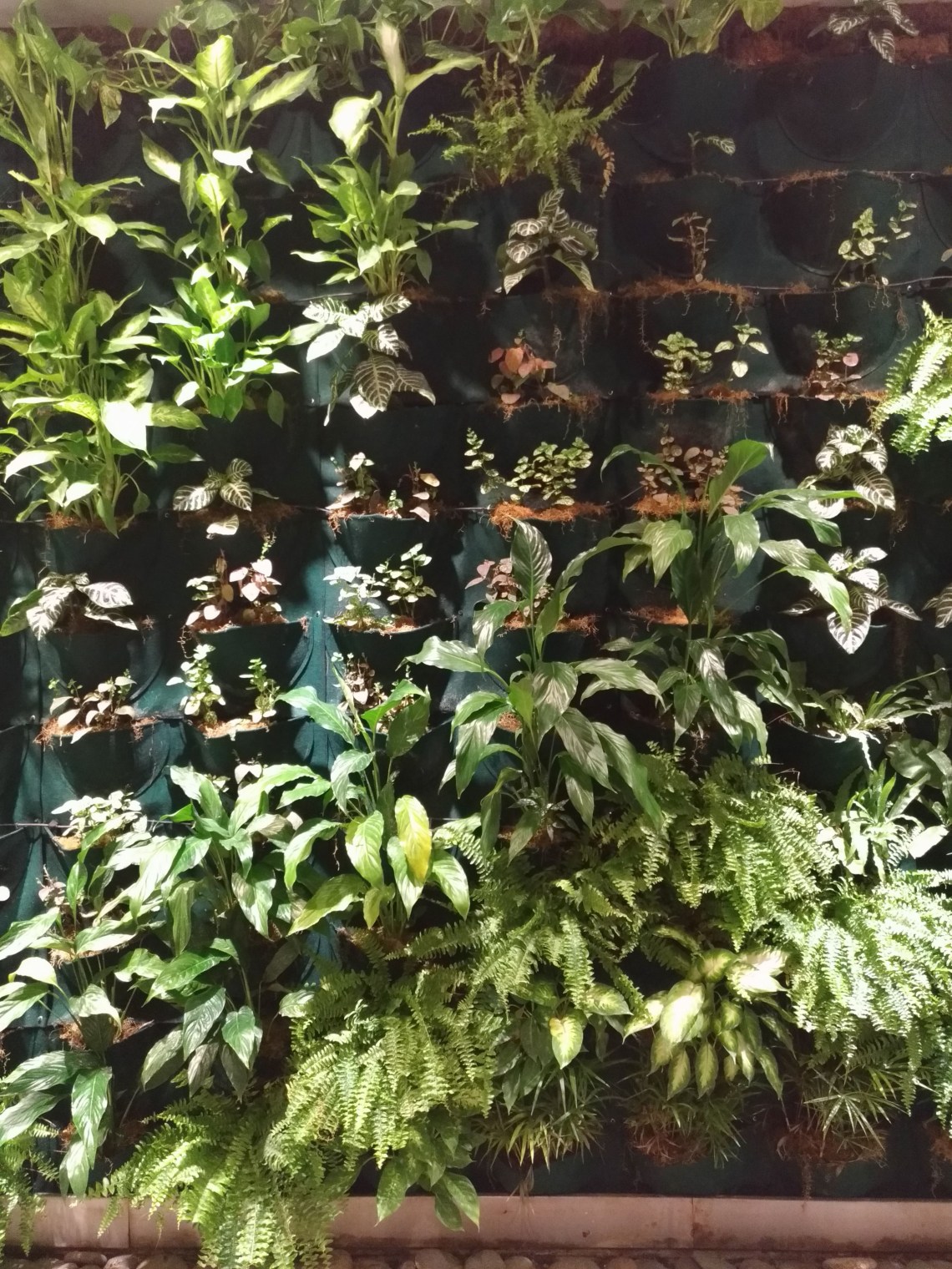 P_20190616_101830_vHDR_Auto